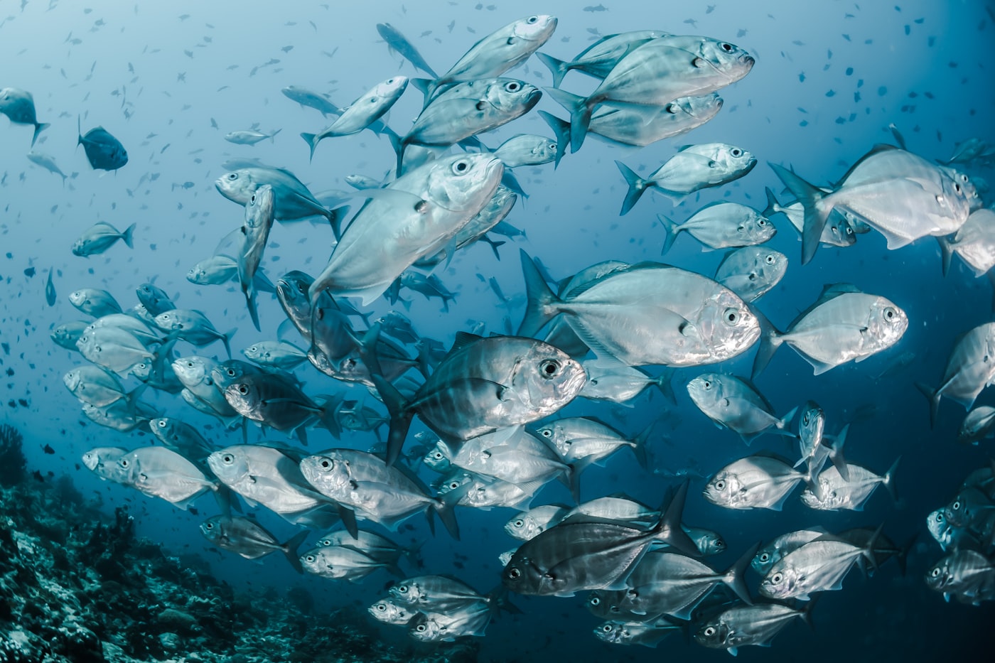 Scuba diving in Andaman package from Ahilyanagar