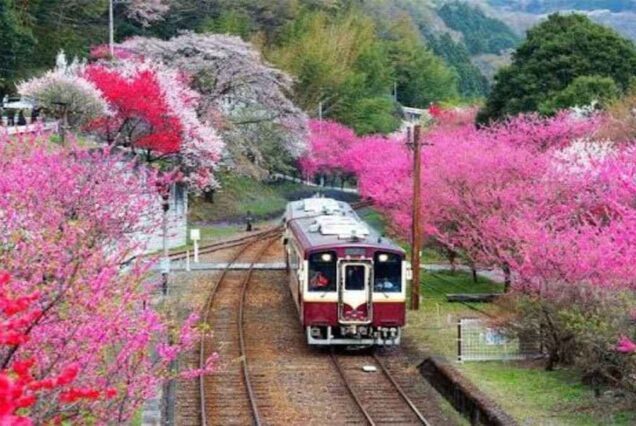 train during japan cherry blosome