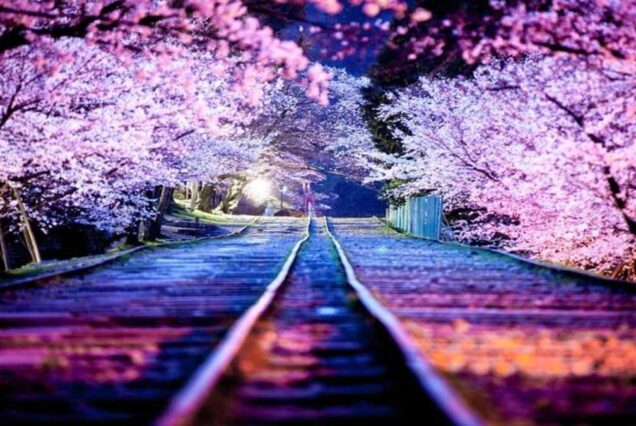 japan tour
